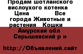 Продам шотланского вислоухого котенка › Цена ­ 10 000 - Все города Животные и растения » Кошки   . Амурская обл.,Серышевский р-н